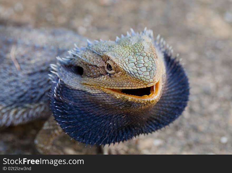 Colorful lizard