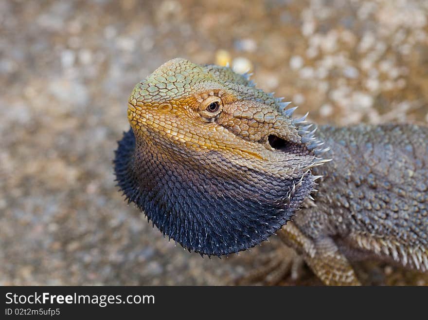 Colorful lizard is standing relax