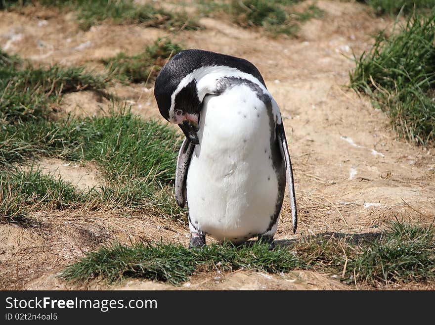 Penguin