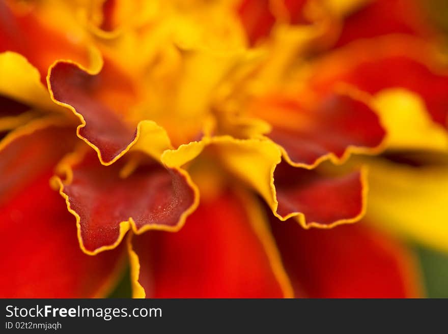 Tagetes. Floral background.