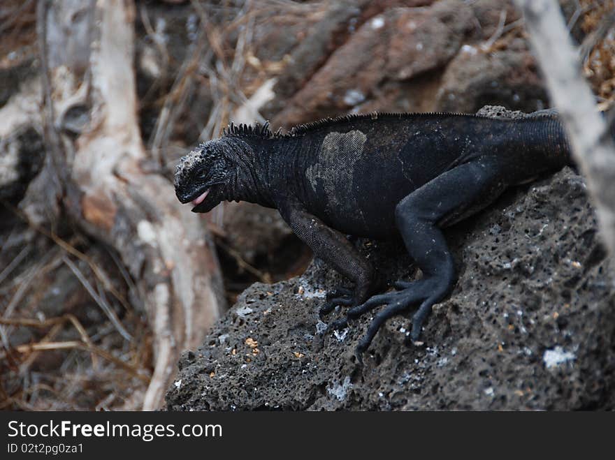 Galapagos Iguana