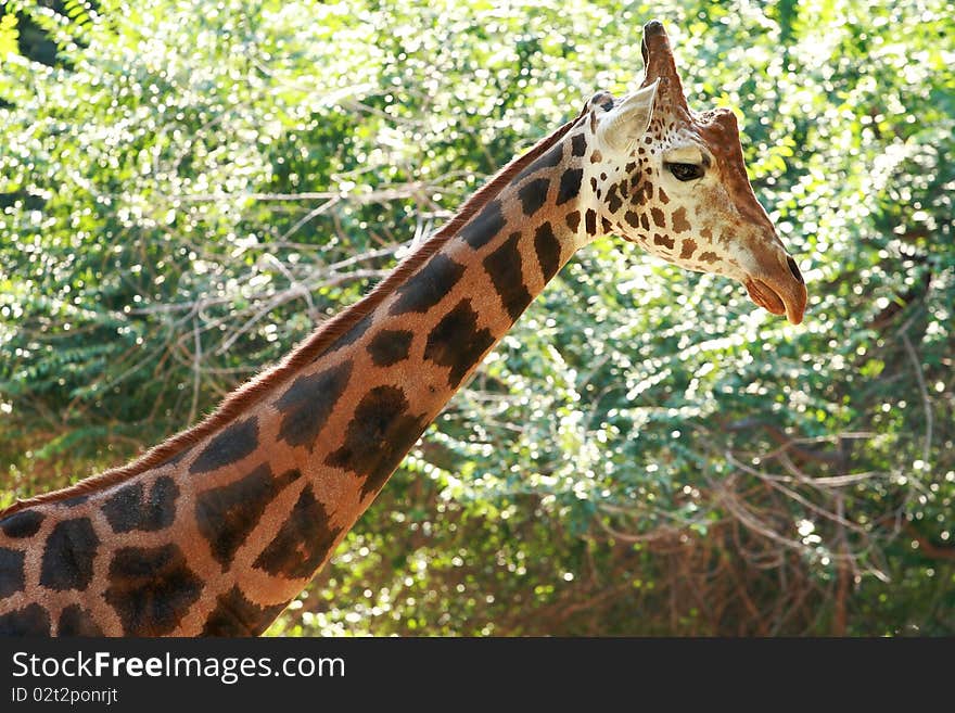 A giraffe in the zoo