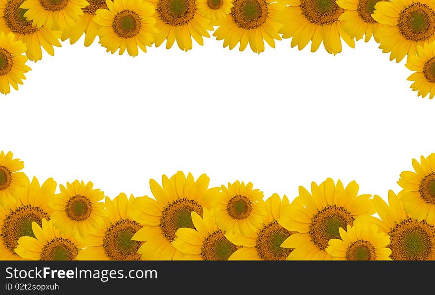 Beautiful flower of a sunflower on a white background. Beautiful flower of a sunflower on a white background