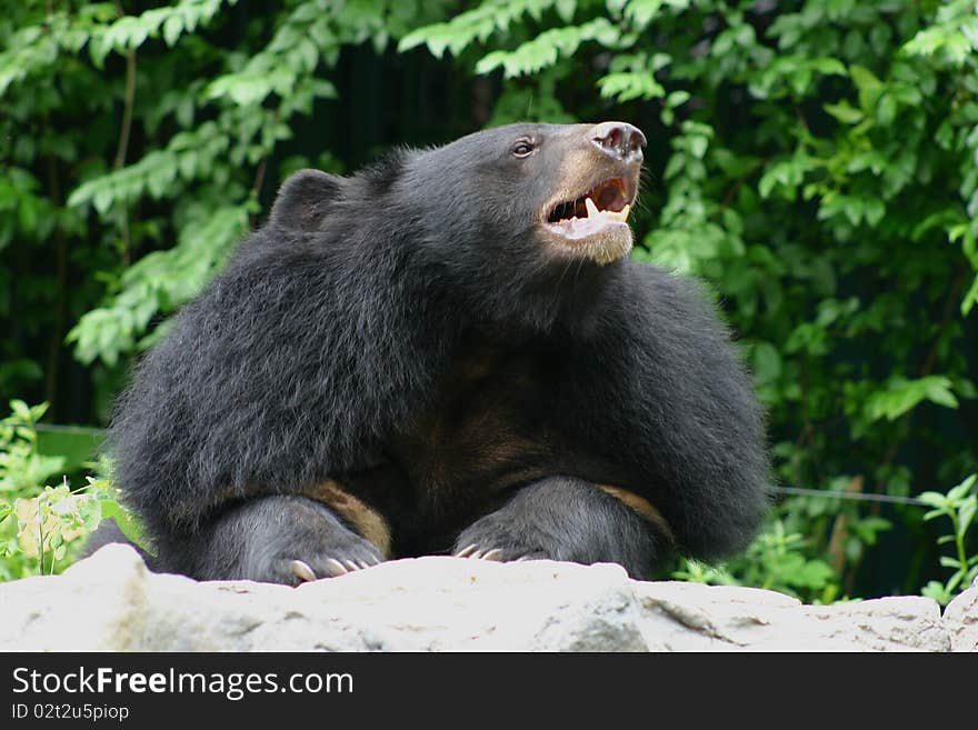 Black Bear in Zoo