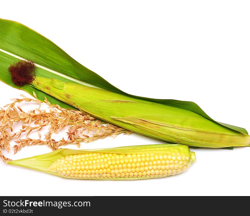 Corn ears are isolated on a white background