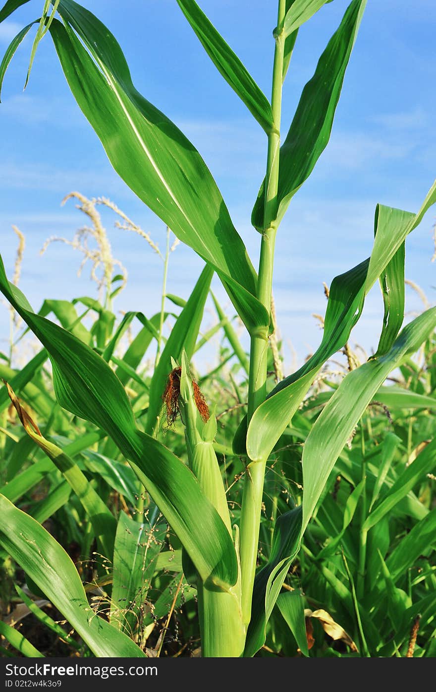 A cornfield in mid-summer just before harvest.