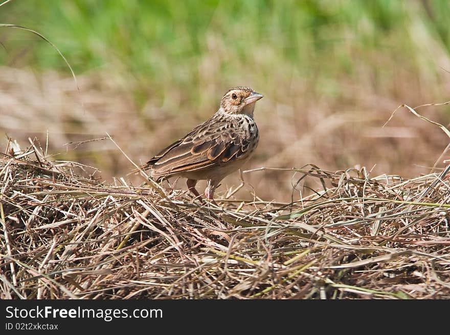 Indochinese Bushlark on the ground.