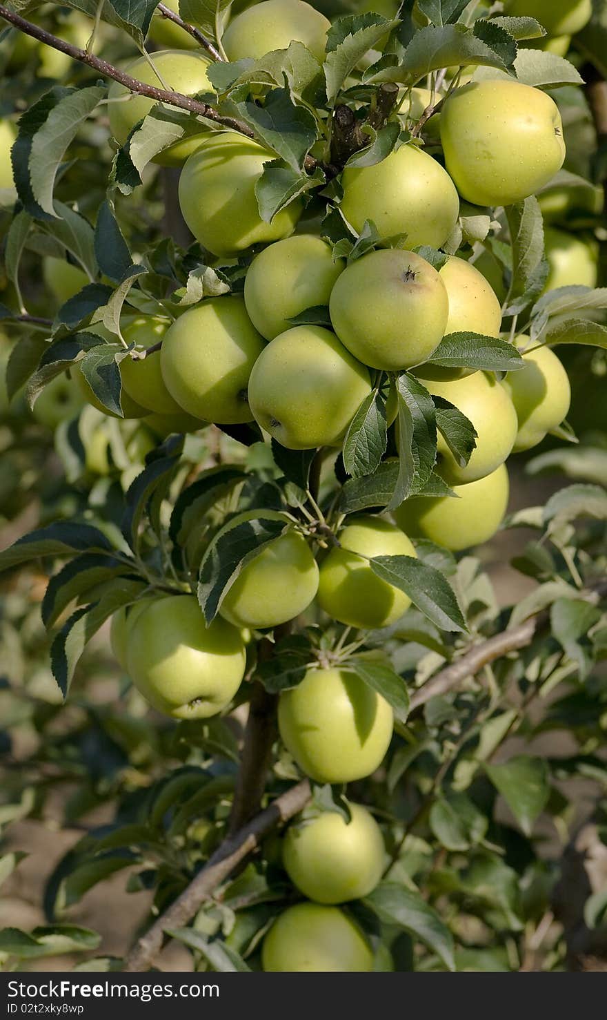 Close Up Of Green Apples Growing On A Branch. Close Up Of Green Apples Growing On A Branch