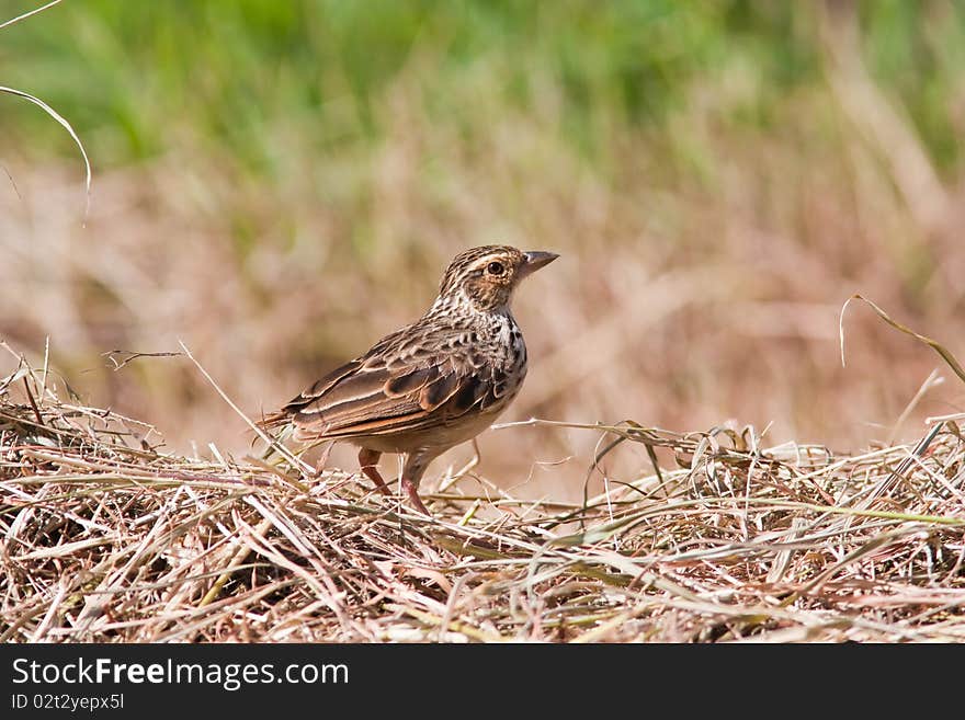 Indochinese Bushlark on the ground.