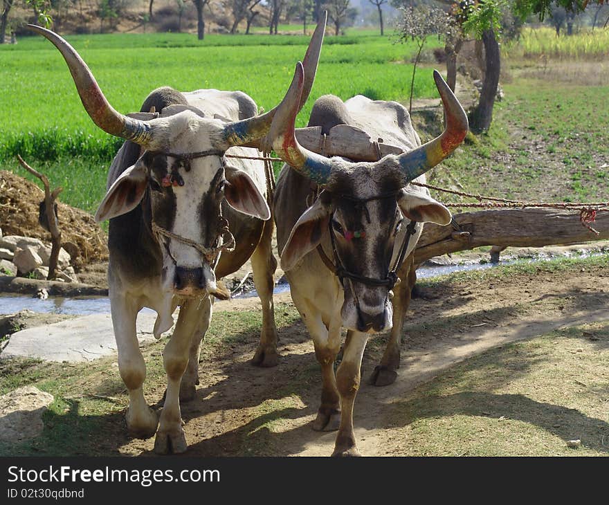 Indian Cows drawing water from a well