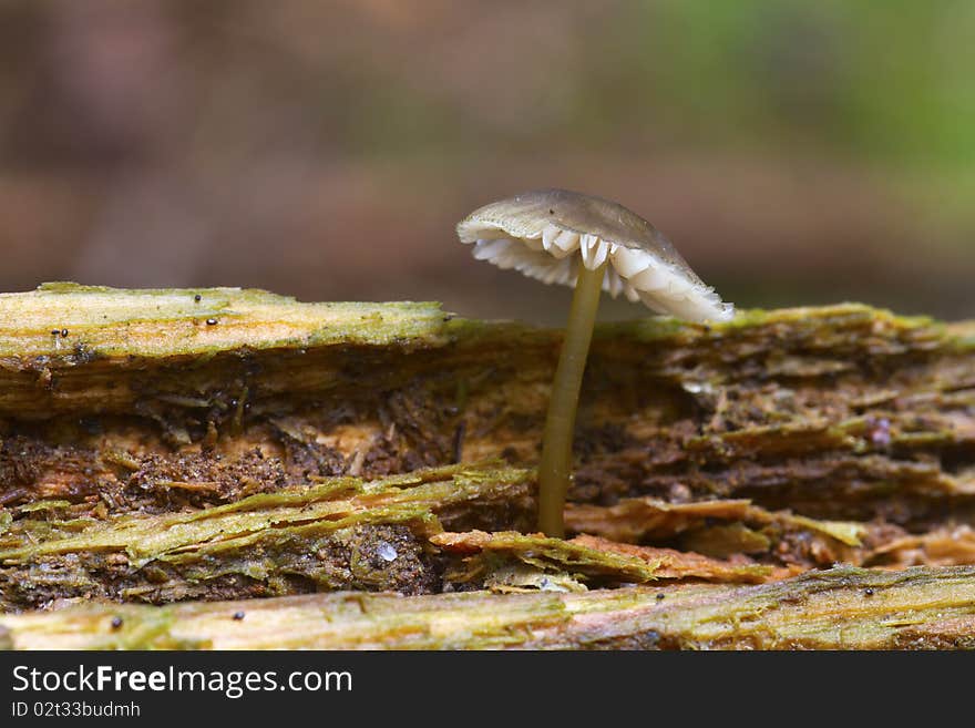 Fungus isolated in vegetazionw seen closely