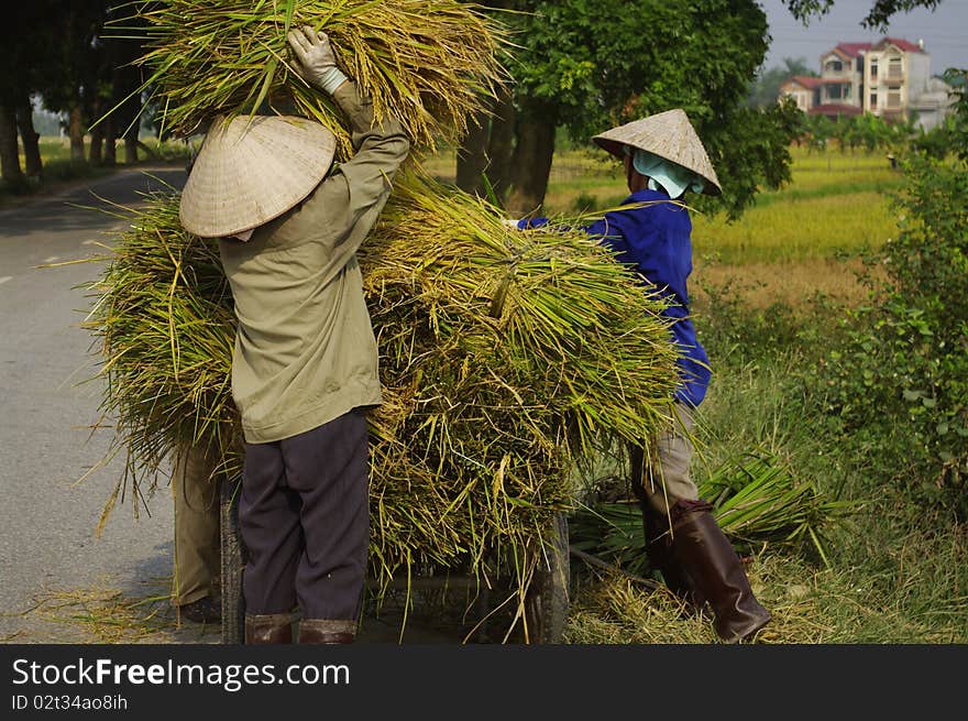 Women carrying sheaves of rice. Women carrying sheaves of rice