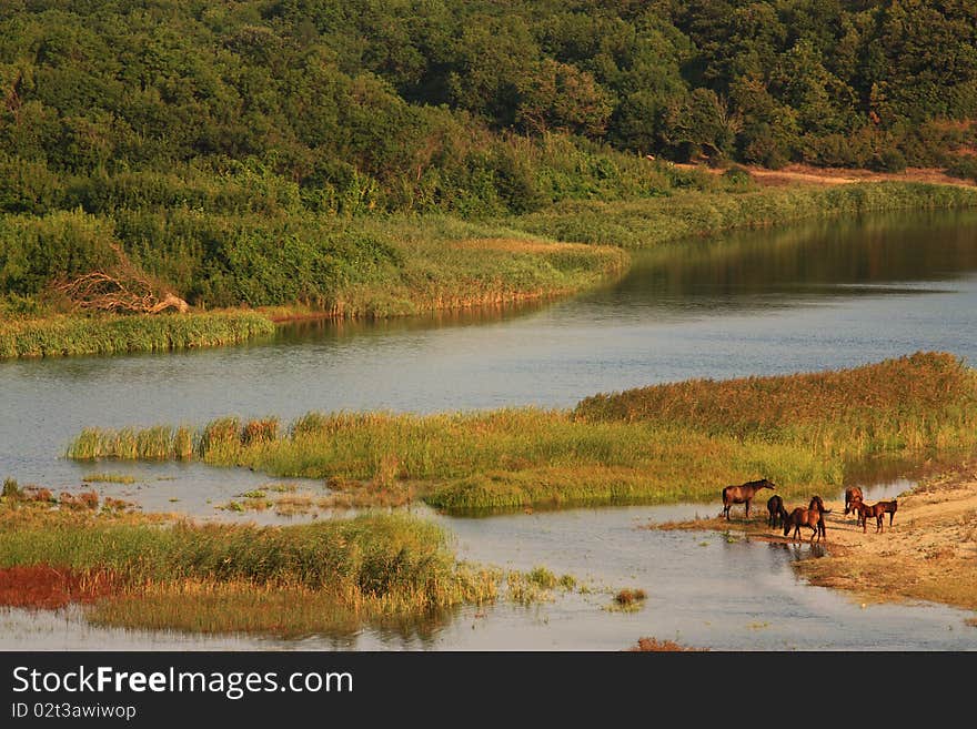 Horses by river Veleka  in Bulgaria