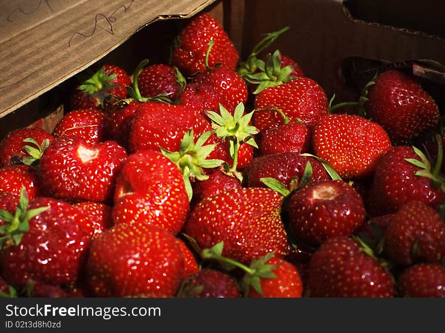 Harvesting strawberries in June 2010