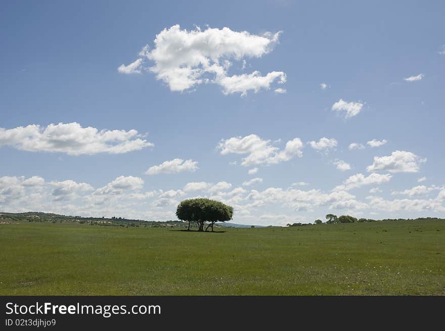 This is taken in saihanba grassland in early summer. This is taken in saihanba grassland in early summer