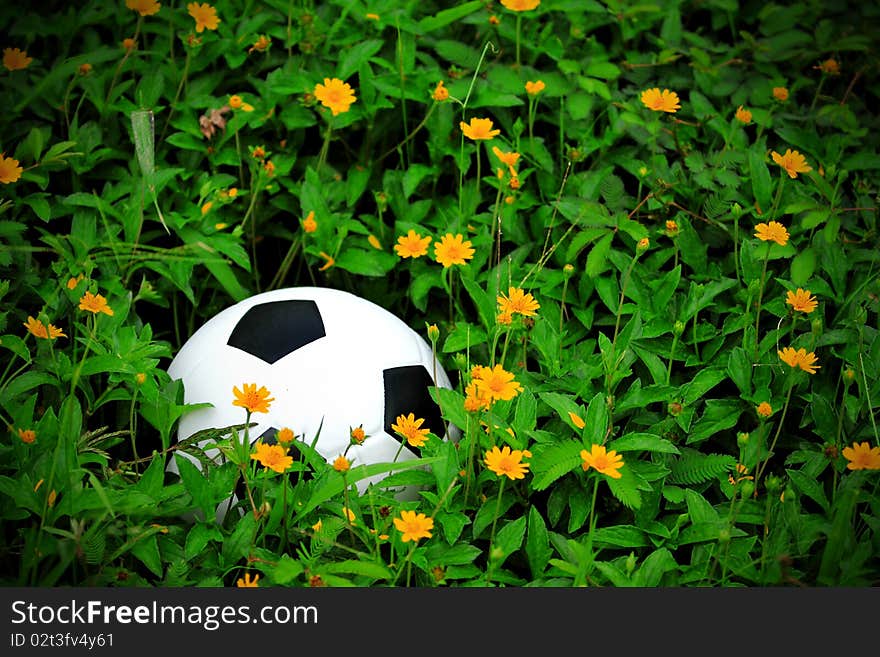 Soccer ball in a flowers field