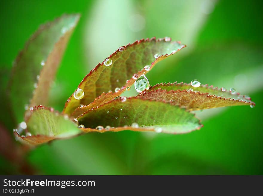 Beautiful green leaf and rain drop