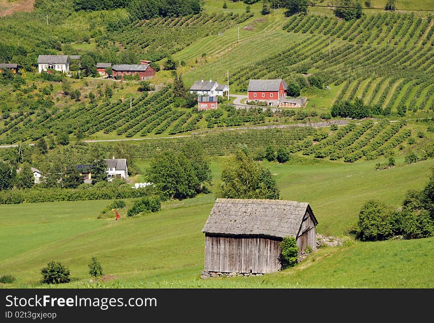 Countryside and fields in Hardangerfjord area of Norway. Countryside and fields in Hardangerfjord area of Norway