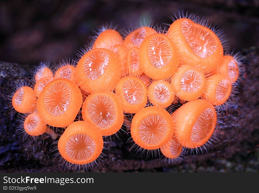 Orange Mushroom in deep forest