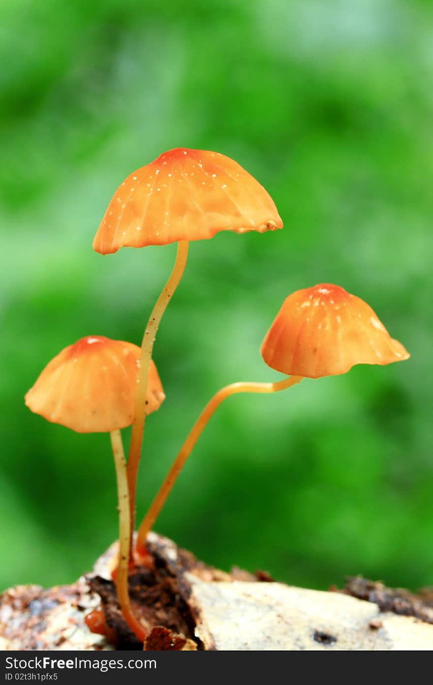 Orange Mushroom in deep forest