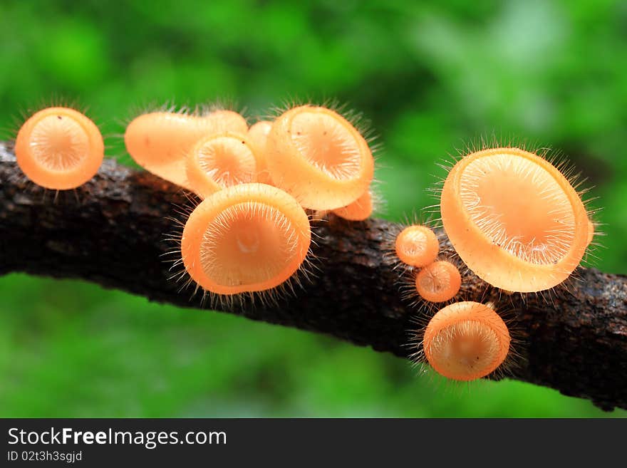 Orange Mushroom in deep forest