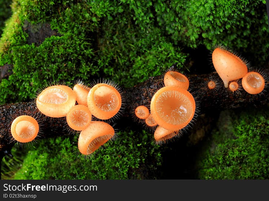 Mushroom In Deep Forest