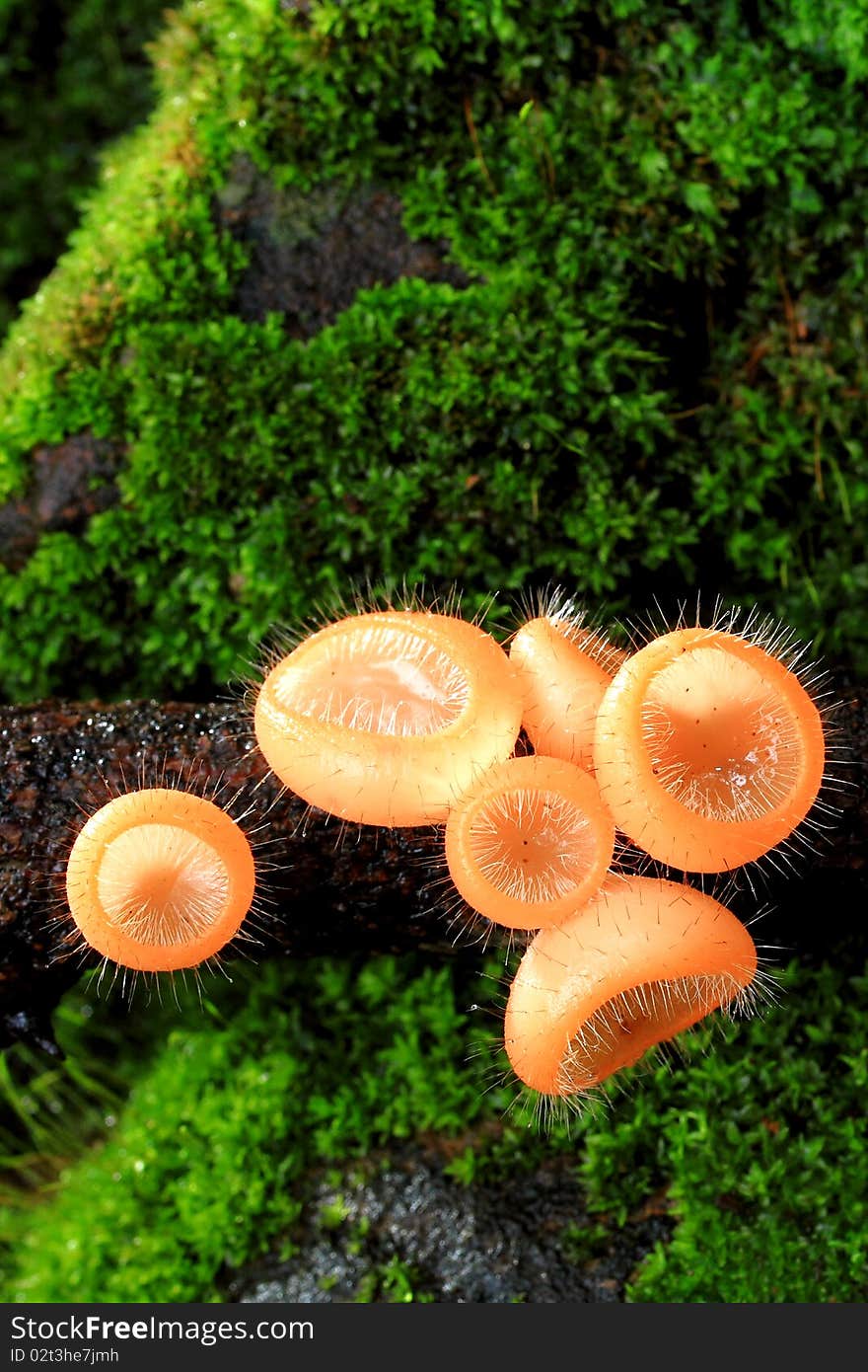 Mushroom in deep forest