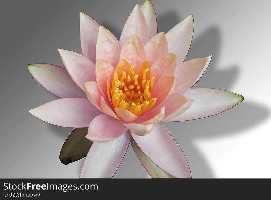 Orange lotus on white background