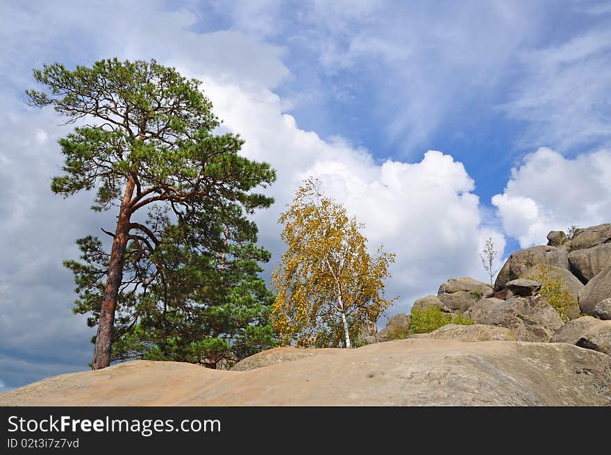 Trees on stones