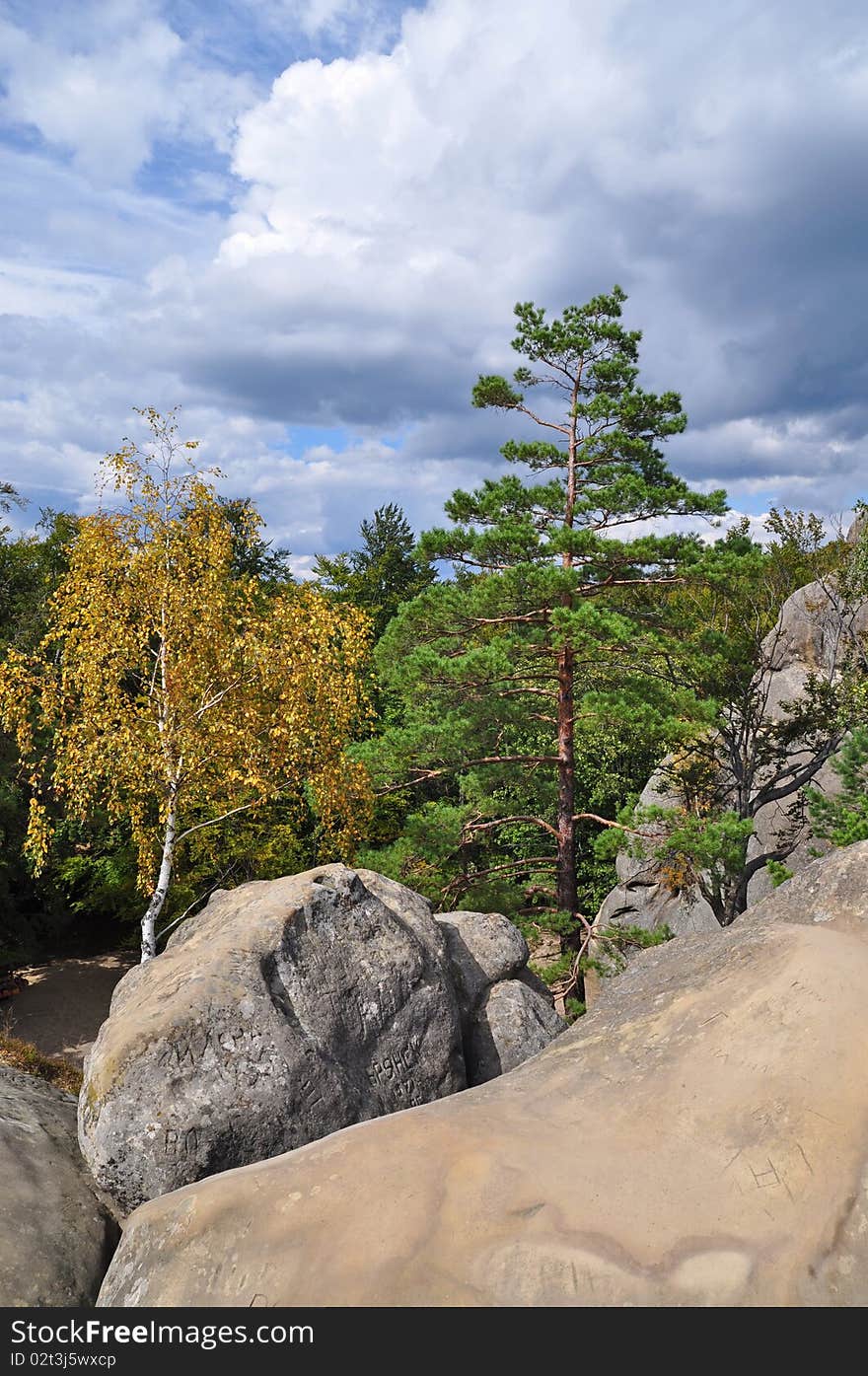 Trees on stones