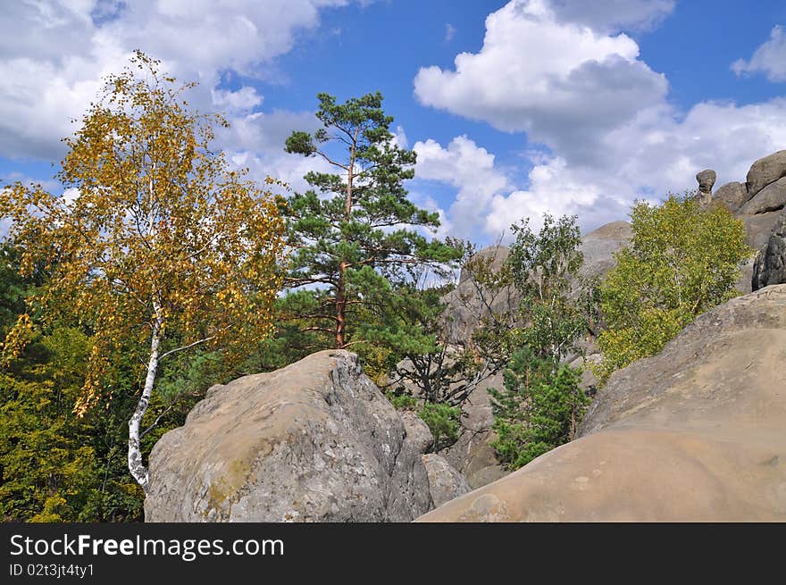 Trees on stones