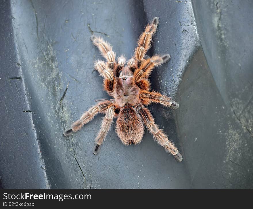 Tarantula close upon a black surface