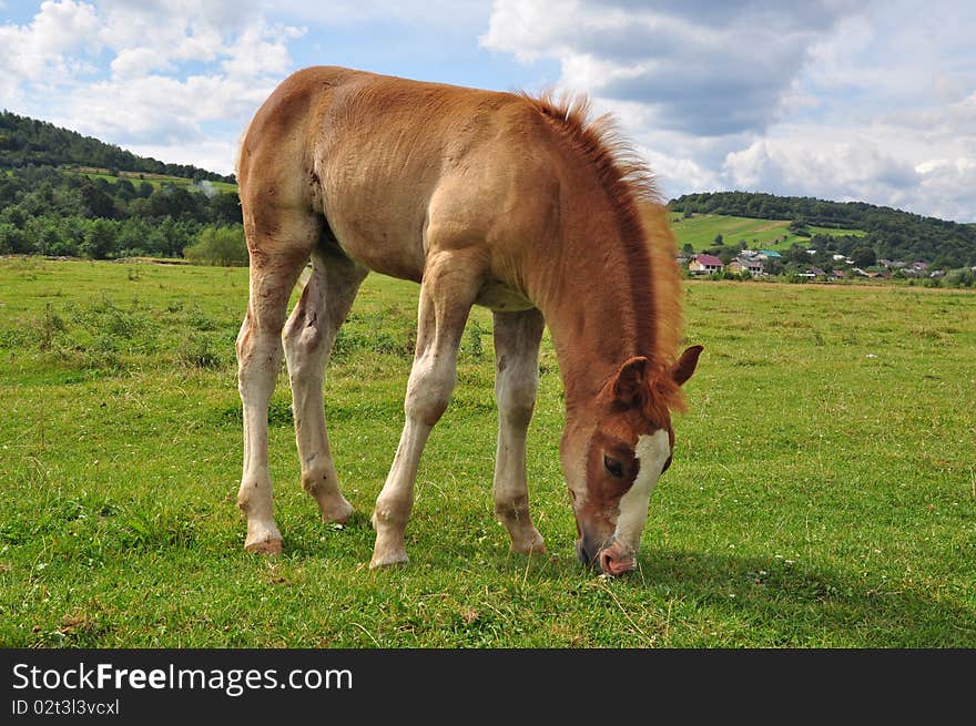 A foal in a summer rural landscape on a green pasture. A foal in a summer rural landscape on a green pasture