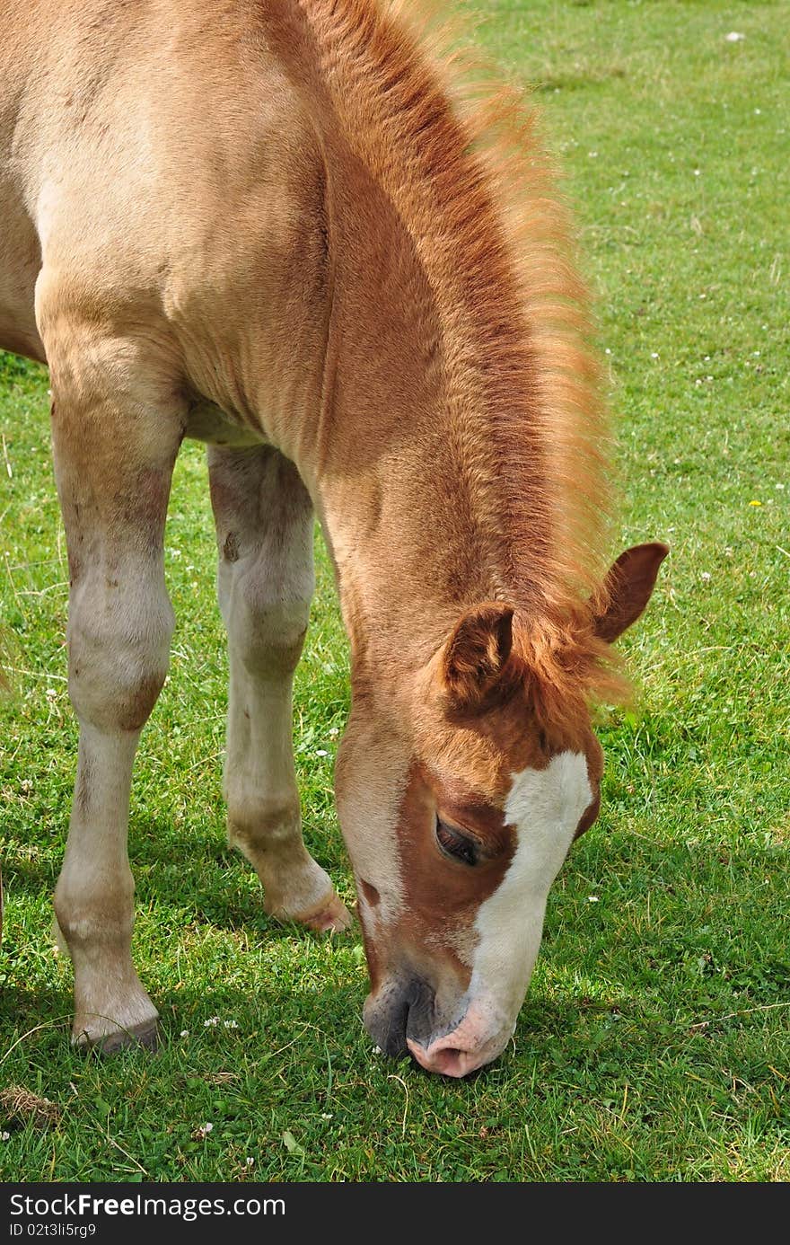 A foal in a summer rural landscape on a green pasture. A foal in a summer rural landscape on a green pasture