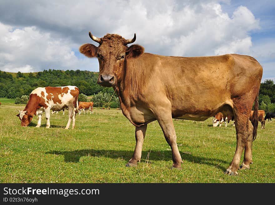 Cow On A Summer Pasture