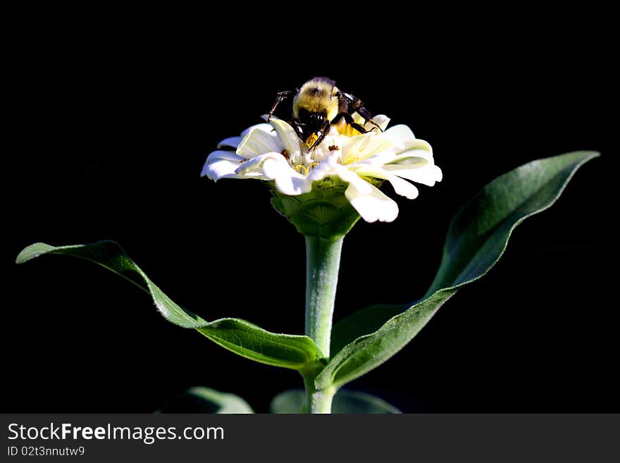 Macro shot of Bumble bee on white Zinnia flower. Macro shot of Bumble bee on white Zinnia flower