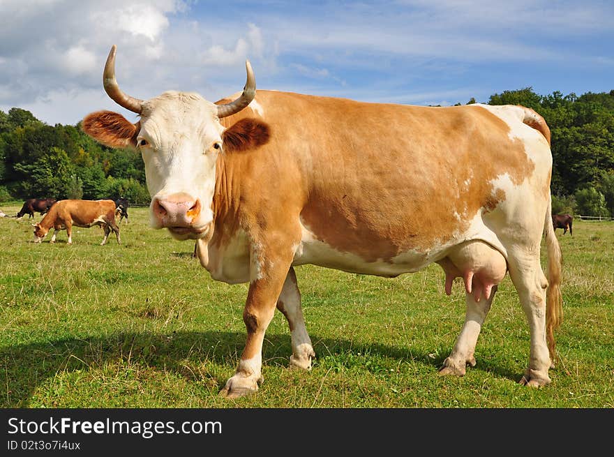 Cow on a summer pasture