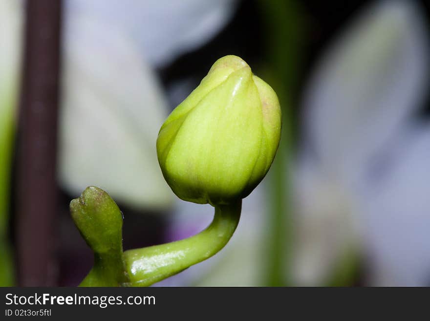 Closed orchid close up view