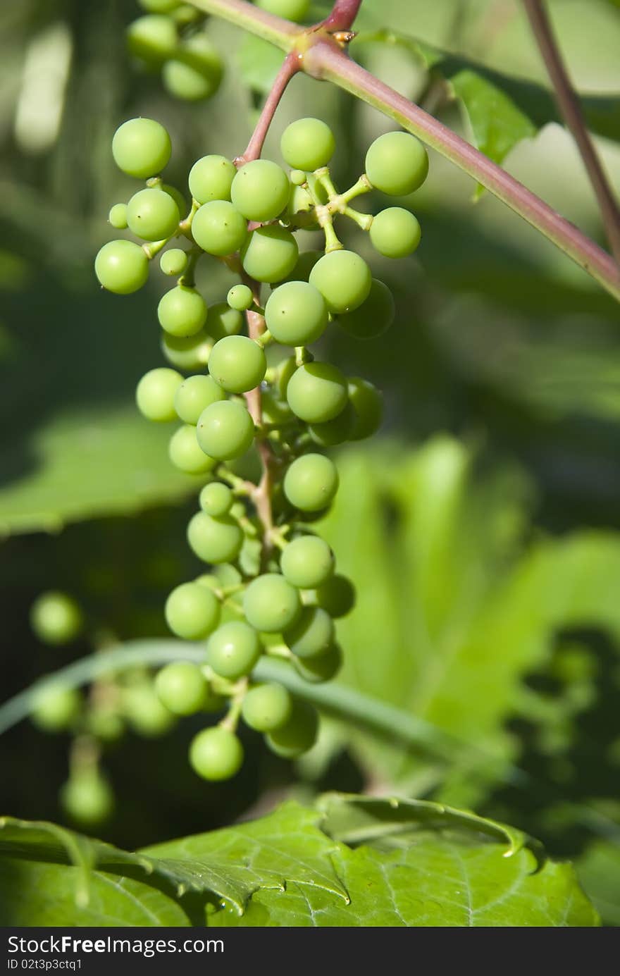 Green grapes in a garden