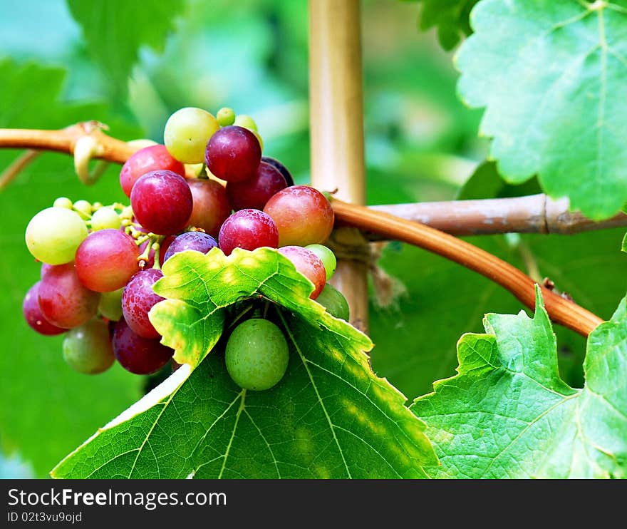 Red grapes and wine leaves in detail