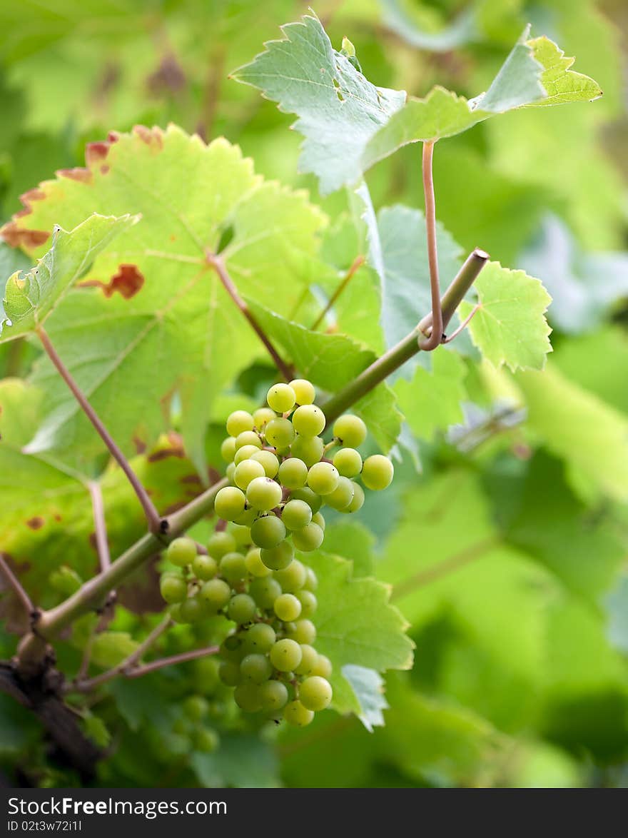 Wine Grapes