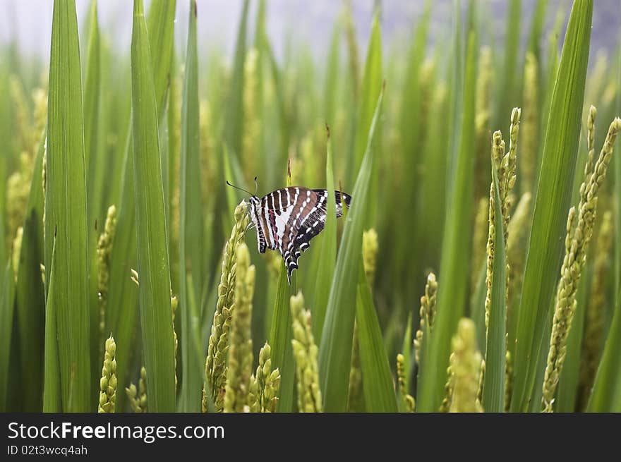 Beautiful butterfly and paddy rice