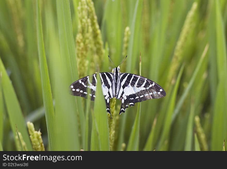 Beautiful butterfly resting on paddy rice