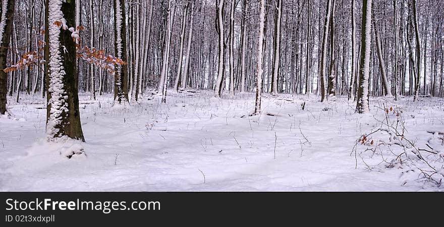 Winterly forestal  landscape