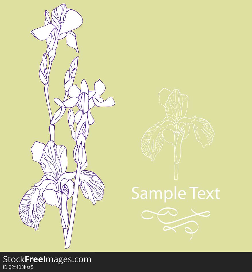 Colored iris flowers on light green background. Colored iris flowers on light green background