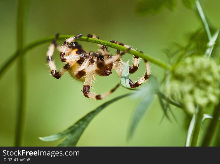 Orb Weaver Spider