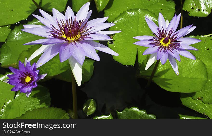 Close up lotus in lotus garden