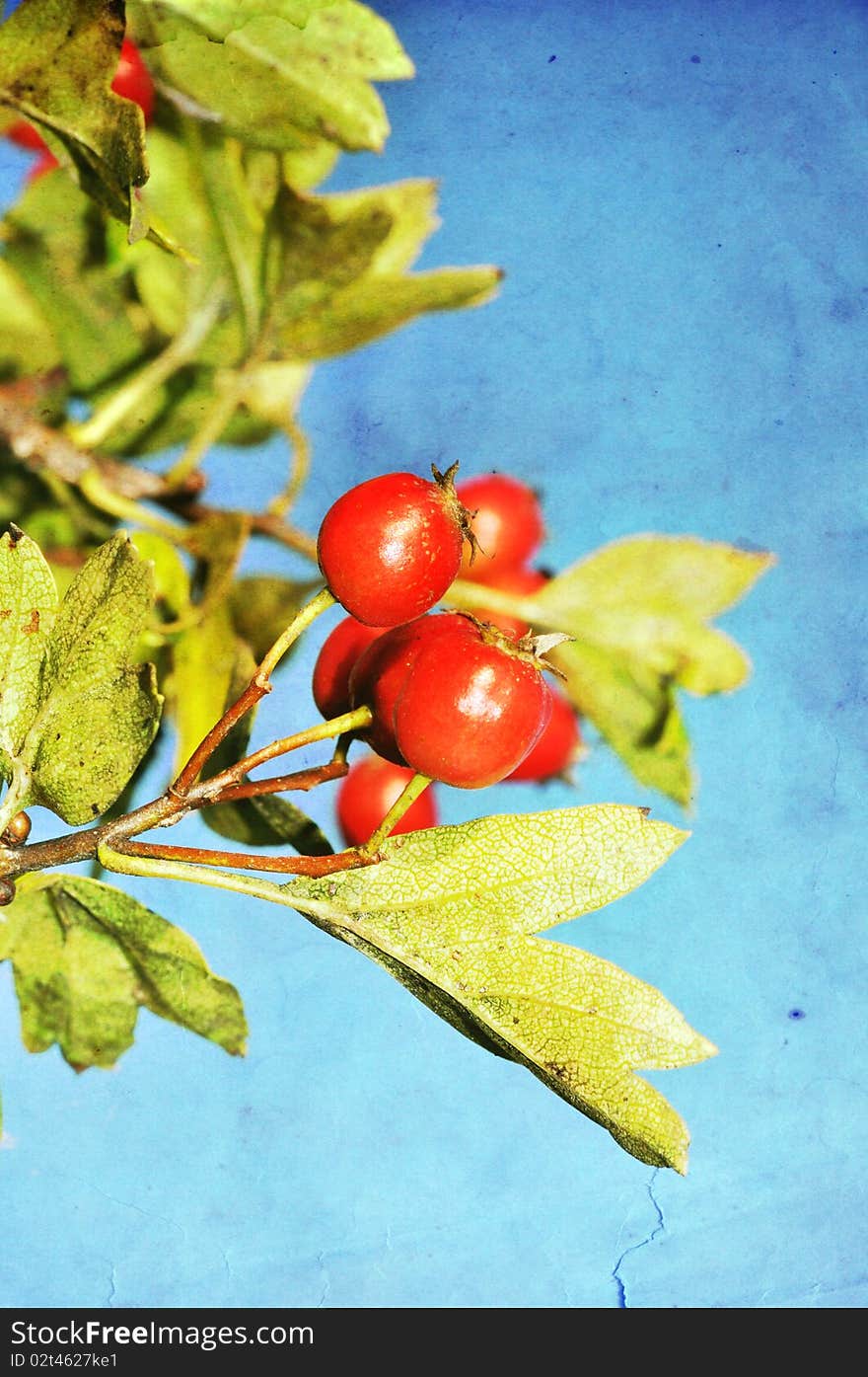 Grunge hawthorn berries photo with texture added