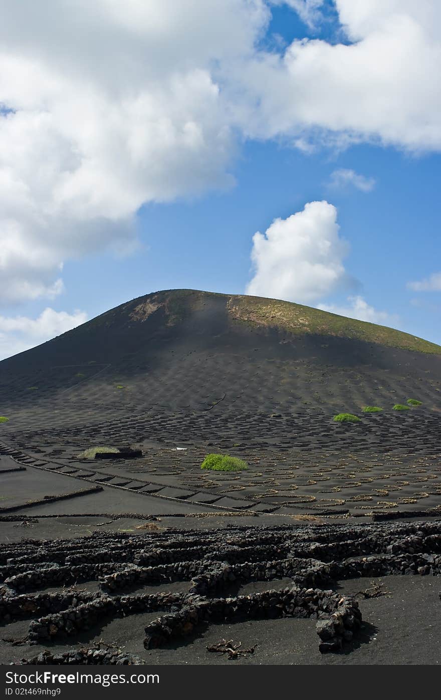 Volcanic Vineyards