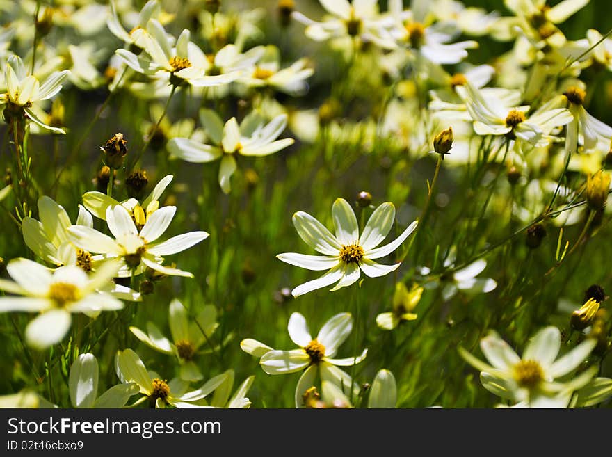 Beautiful chamomile growing in the meadow. Beautiful chamomile growing in the meadow